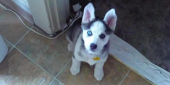 Adorable Talking Husky Puppy Says “I Love You”
