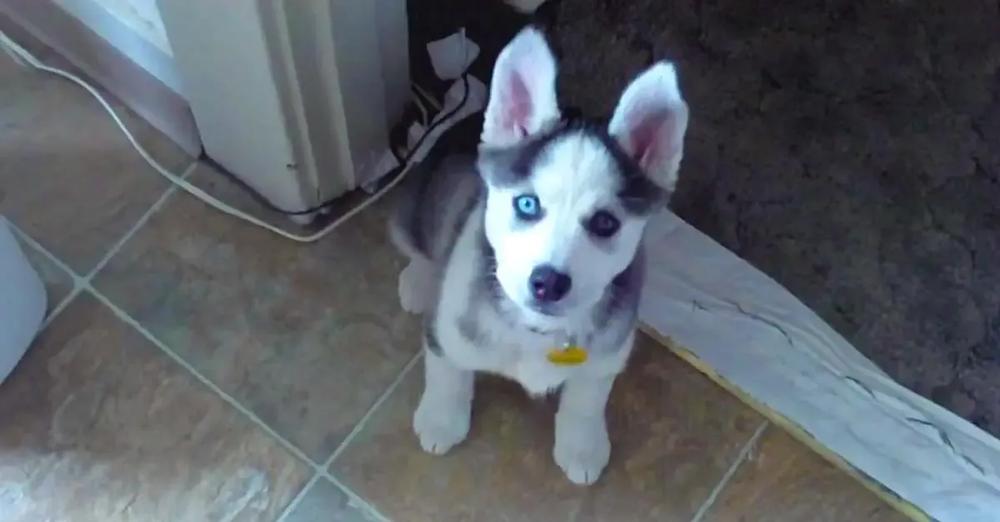 Adorable Talking Husky Puppy Says “I Love You”
