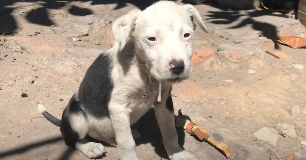 Little Puppy Couldn’t Eat Or Drink, And He Just Sat There Drooling