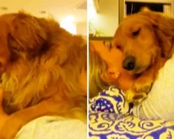 Needy Dog Refuses To Stop Hugging Owner