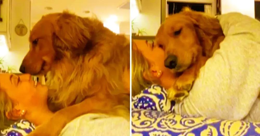 Needy Dog Refuses To Stop Hugging Owner