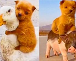 Adorable Hitchhiking Puppy Catches a Ride on a Duck and Little Piglet