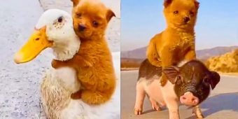 Adorable Hitchhiking Puppy Catches a Ride on a Duck and Little Piglet