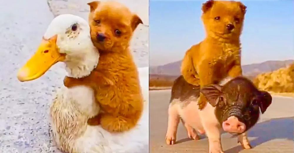 Adorable Hitchhiking Puppy Catches a Ride on a Duck and Little Piglet