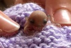 Dogs Find A Tiny Creature Lying In The Dirt And Alert Their Human