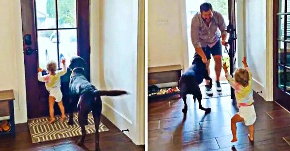 Little Girl And Doggy Get So Excited When Daddy Comes Home From Work