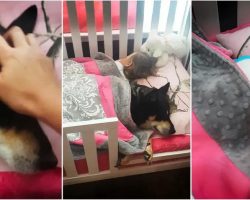 Mom Finds Dog Taking A Nap In Bed With Toddler