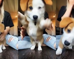 Taking a Selfie Video with a Playful Puppy is Almost Impossible