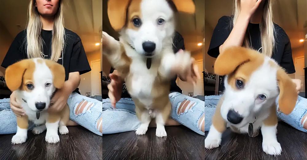Taking a Selfie Video with a Playful Puppy is Almost Impossible
