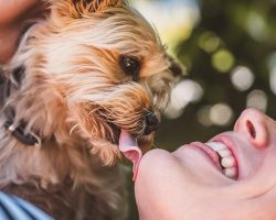 10 Dog Breeds That Form the Strongest Bonds with Their Owners