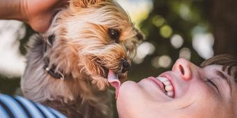 10 Dog Breeds That Form the Strongest Bonds with Their Owners