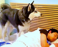 Husky Tries To Wake Up Owner But Ends Up Snuggling Him Instead