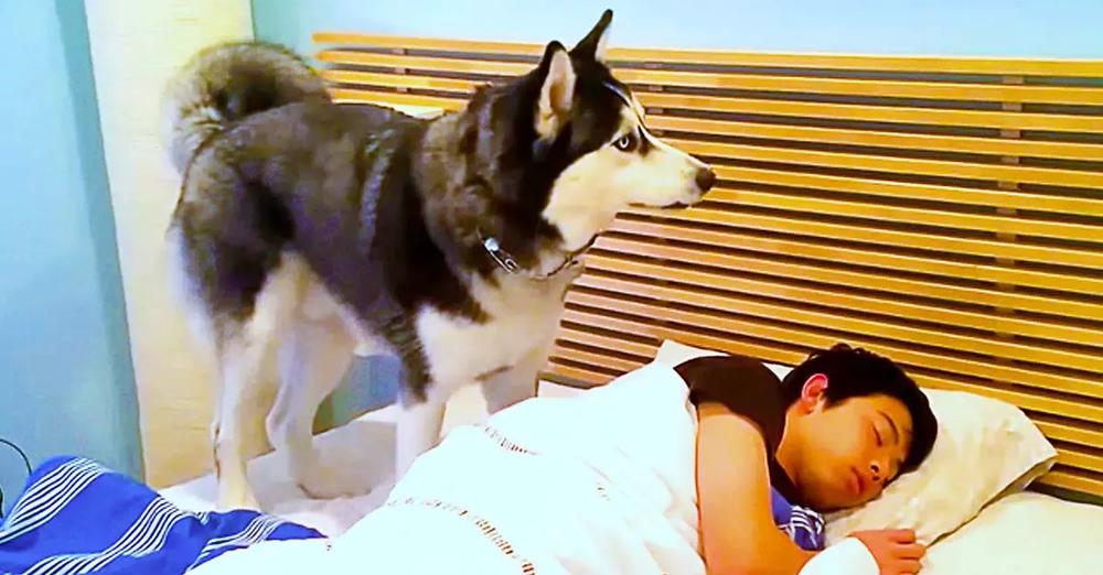 Husky Tries To Wake Up Owner But Ends Up Snuggling Him Instead