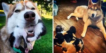 Husky Adopts And Nurses Kittens Back To Health After Finding Them Abandoned In The Woods In A Box