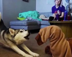 Dog Gets Trapped In Onesie, His Husky Sister Comes To The Rescue