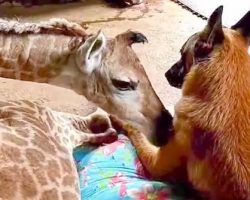 Dog Loves And Protects Abandoned Baby Giraffe Friend