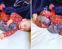 Adorable Puppies Snuggle with Toddler for Nap Time