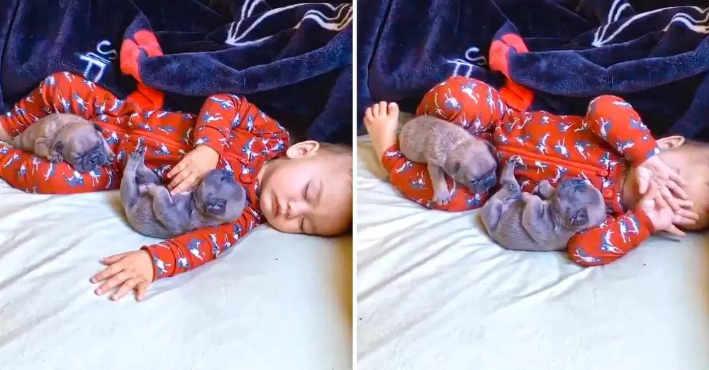 Adorable Puppies Snuggle with Toddler for Nap Time