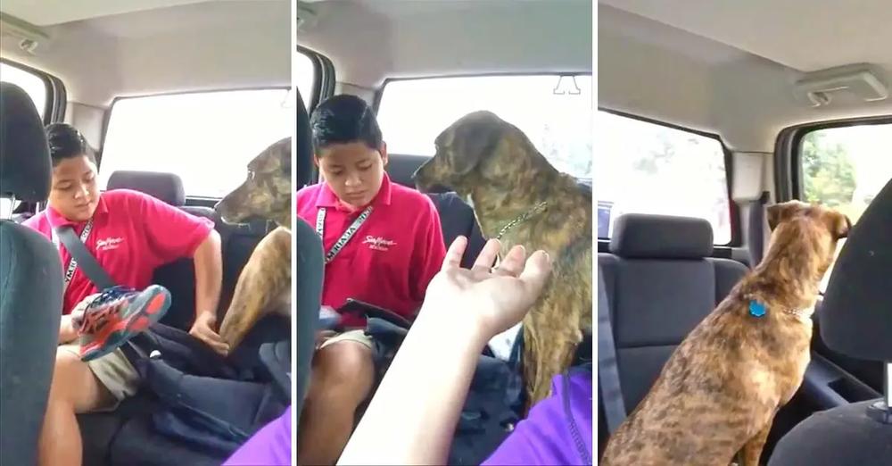 Sweet Dog Cries Every Time Mom Drops Son Off At School