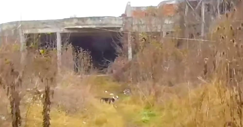 Man Follows Stray Into Abandoned Building, Finds Dogs Chained Inside