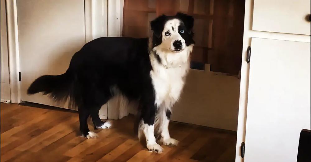 Dog Stomps Feet When Told She Can’t Go Outside