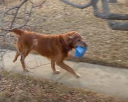 Every day, this dog makes a special delivery that’ll warm your heart