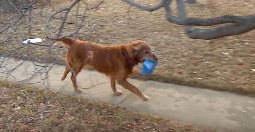 Every day, this dog makes a special delivery that’ll warm your heart