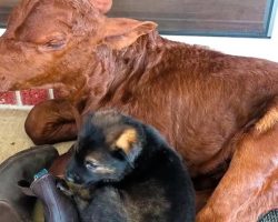 Orphaned Calf Thinks He’s A Dog After Being Raised With German Shepherds