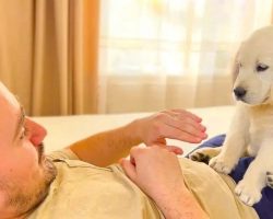 Man Pretends That Adorable Puppy’s Bites Hurt His Finger