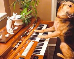 Rescue Dog Puts On A Piano Performance And Then Takes A Bow