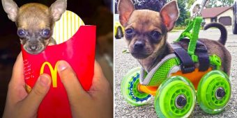 Tiniest Puppy Born Without Front Legs Loves To Race Around On His Wheels