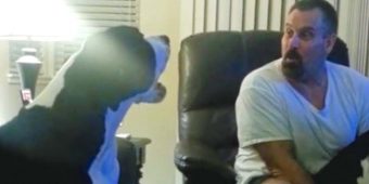 Spoiled Great Dane Throws a Hissy Fit