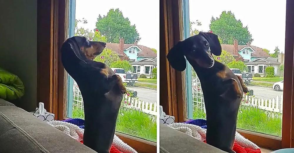 Weenie Dog Hysterically Sits Upright To Look Out Window