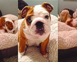 Adorable Bulldog Puppy Cannot Get Enough Of His New Comfy Bed