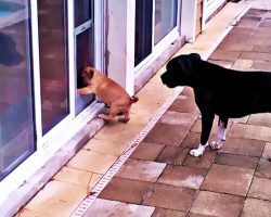 Big Sister Teaches Puppy How To Use Doggy Door