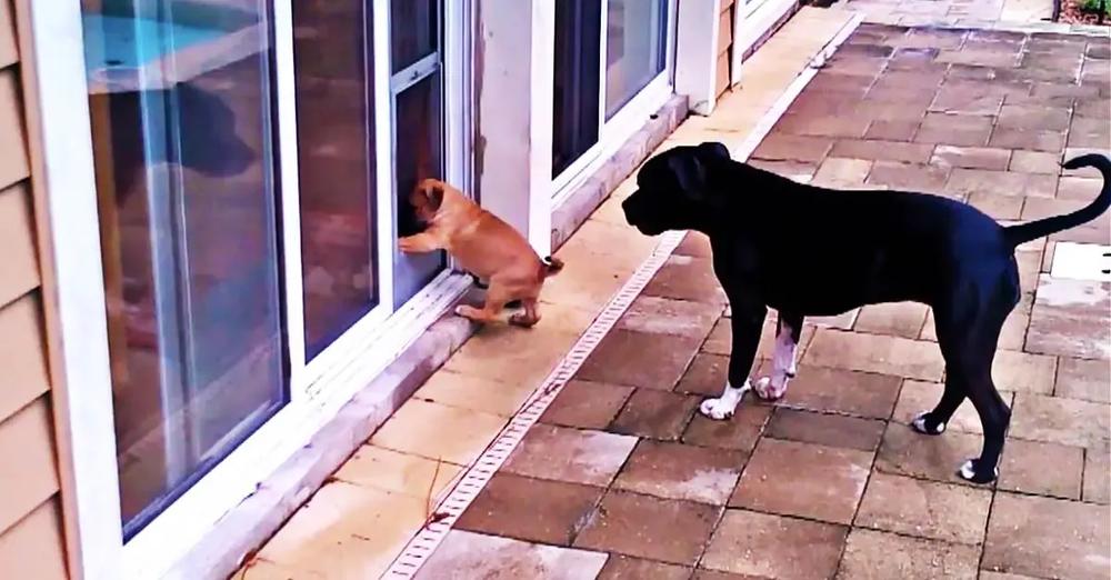 Big Sister Teaches Puppy How To Use Doggy Door