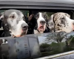 Car Full Of Great Danes Order Ice Cream At Drive Thru