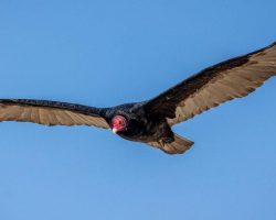 Oregon Zoo releases seven critically endangered California condors into the wild