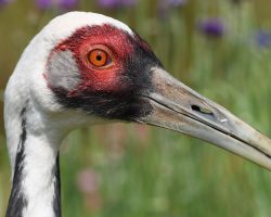 Walnut, famous white-naped crane that chose a zookeeper as her mate, has died at 42 — rest in peace