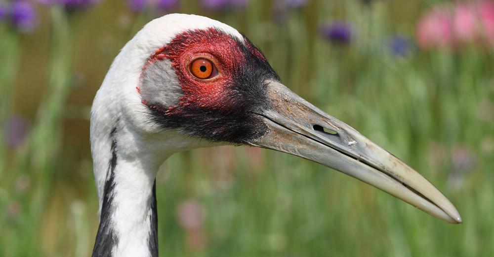 Walnut, famous white-naped crane that chose a zookeeper as her mate, has died at 42 — rest in peace