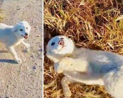 Adorable Homeless Puppy is Ecstatic to be Found and Needs Belly Rubs