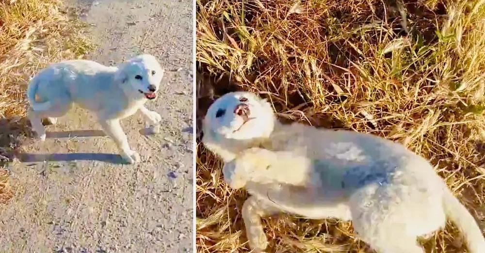 Adorable Homeless Puppy is Ecstatic to be Found and Needs Belly Rubs