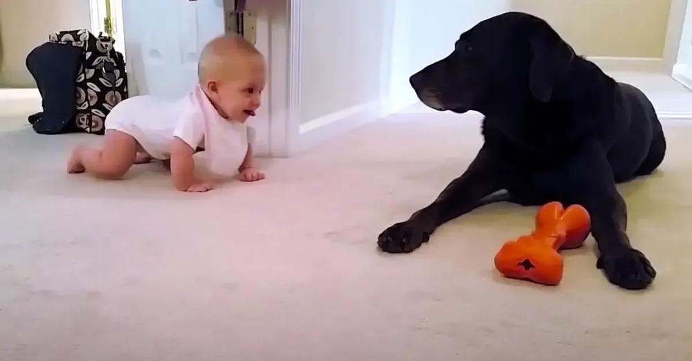 Baby Crawls For The First Time And Is Rewarded With A Kiss