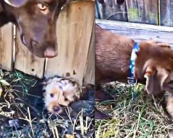 Smart Puppy Digs a Tunnel Under Fence to Invite Neighbor Friend to Play