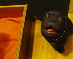 Adorable French Bulldog Puppy Argues About Bedtime