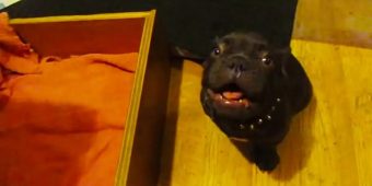 Adorable French Bulldog Puppy Argues About Bedtime