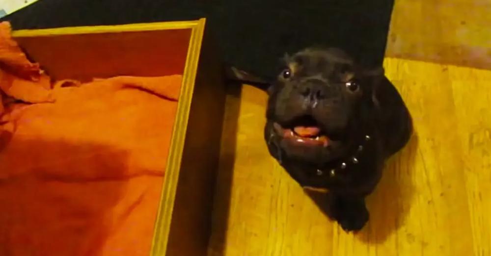 Adorable French Bulldog Puppy Argues About Bedtime