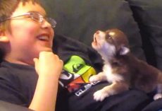 Cute Malamute Husky Puppy Howls Along With Boy