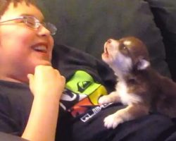 Cute Malamute Husky Puppy Howls Along With Boy