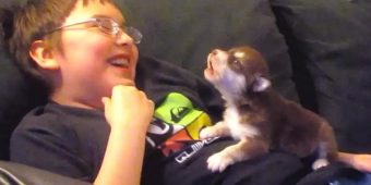 Cute Malamute Husky Puppy Howls Along With Boy